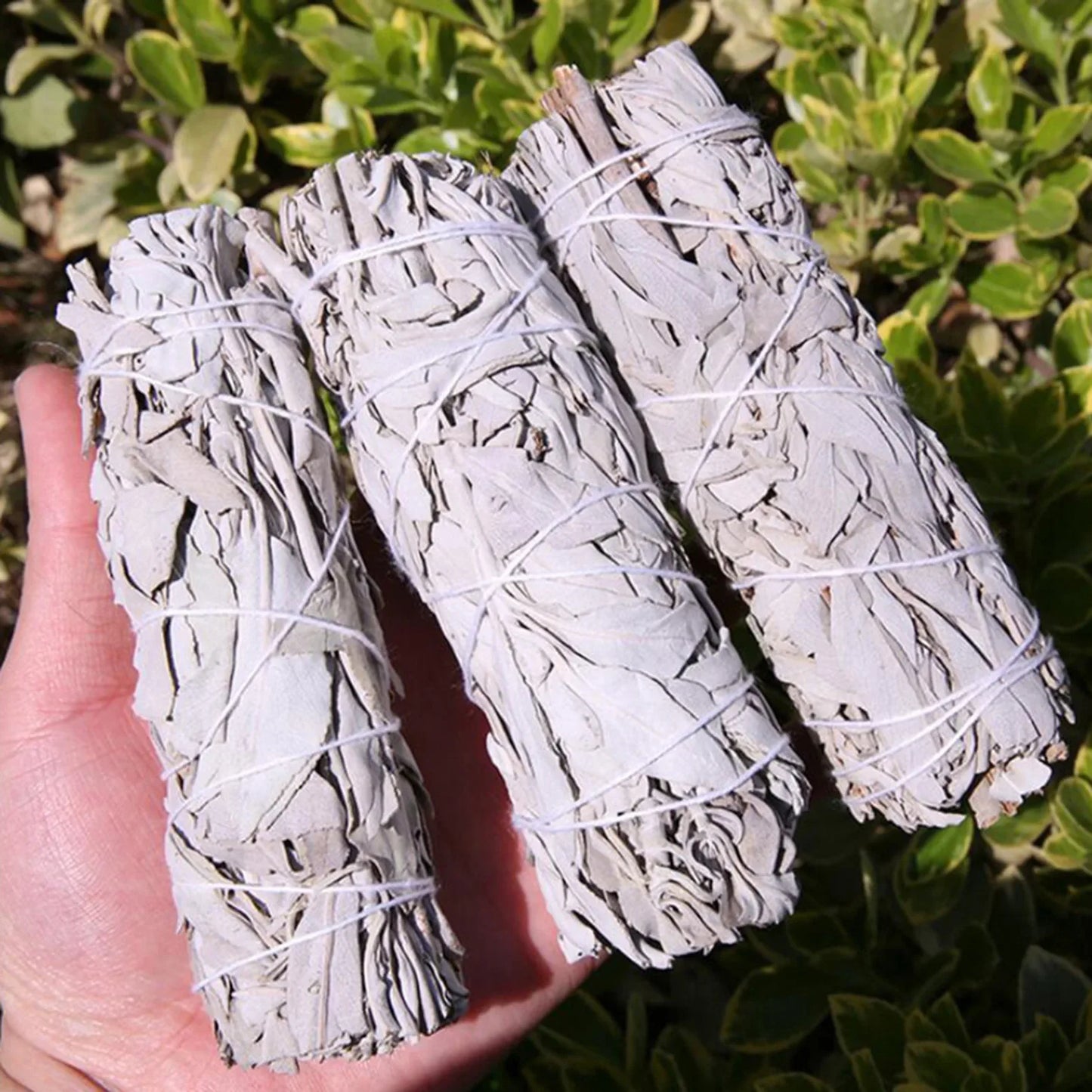 White Sage Energy Clearing Smudge Bundle | Aromatherapy | Aura Cleansing